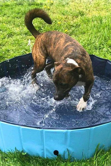 Portable Pet Dog Pool, Collapsible Bathing Tub, Indoor & Outdoor Foldable Leakproof Cat Dog Pet SPA, Medium & Small Sized Dog